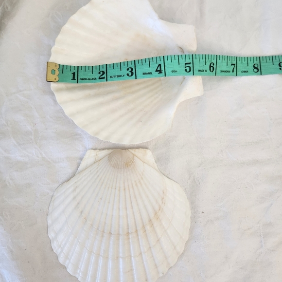 LOT Japanese Scallop Shells for Cooking - Picture 6 of 8